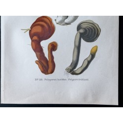 Gravure de 1891 - Champignons - Polypore groupé, brillant ... - 3