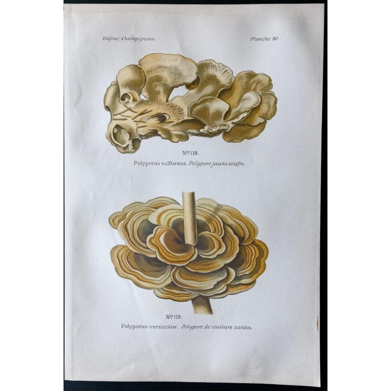 Gravure de 1891 - Champignons - Polypore jaune soufre, couleurs ... - 1