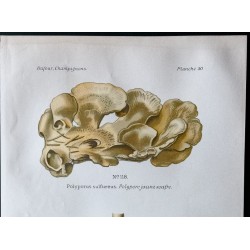 Gravure de 1891 - Champignons - Polypore jaune soufre, couleurs ... - 2