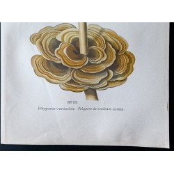 Gravure de 1891 - Champignons - Polypore jaune soufre, couleurs ... - 3