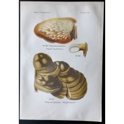 Gravure de 1891 - Champignons - Polypore du bouleau, du feu ... - 1