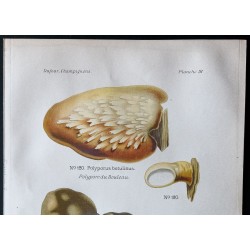 Gravure de 1891 - Champignons - Polypore du bouleau, du feu ... - 2