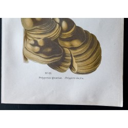 Gravure de 1891 - Champignons - Polypore du bouleau, du feu ... - 3