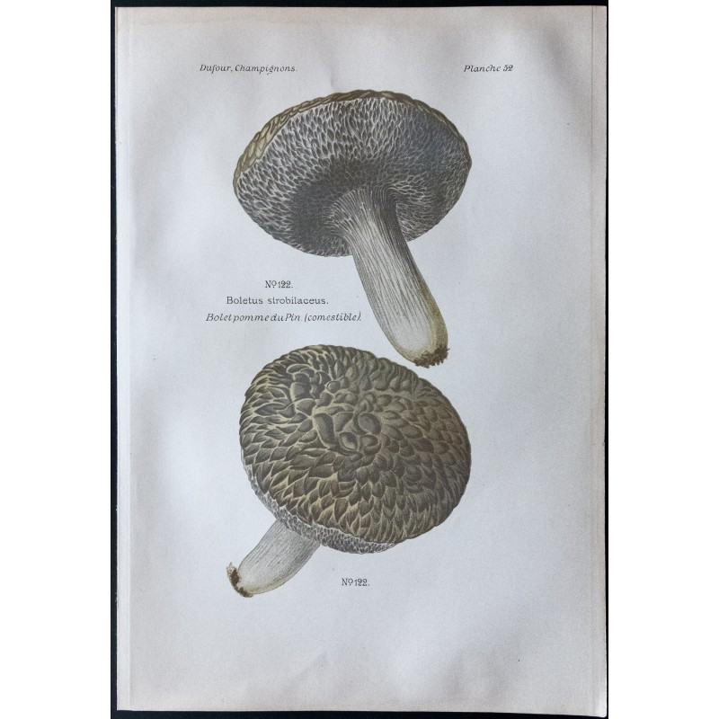 Gravure de 1891 - Champignons - Bolet pomme du pin - 1