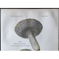 Gravure de 1891 - Champignons - Bolet pomme du pin - 2