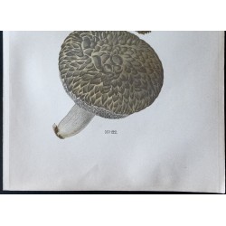 Gravure de 1891 - Champignons - Bolet pomme du pin - 3