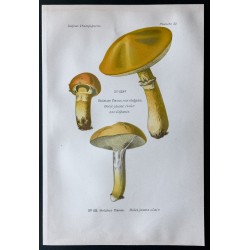 Gravure de 1891 - Champignons - Bolet jaune clair - 1