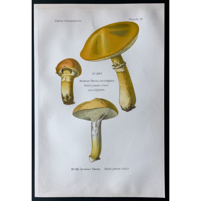 Gravure de 1891 - Champignons - Bolet jaune clair - 1