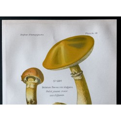 Gravure de 1891 - Champignons - Bolet jaune clair - 2