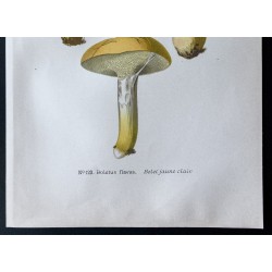 Gravure de 1891 - Champignons - Bolet jaune clair - 3