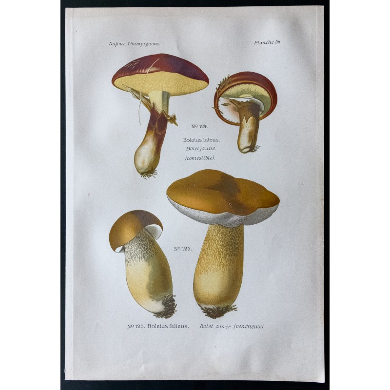 Gravure de 1891 - Champignons - Bolet jaune, amer ... - 1