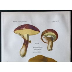 Gravure de 1891 - Champignons - Bolet jaune, amer ... - 2