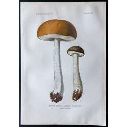 Gravure de 1891 - Champignons - Bolet rude - 1