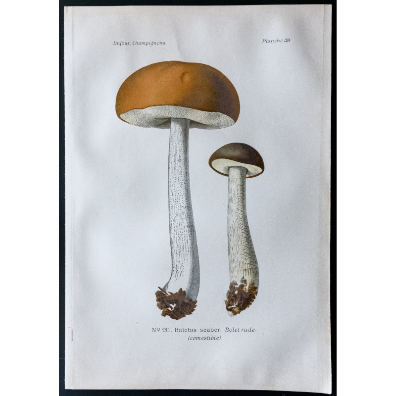 Gravure de 1891 - Champignons - Bolet rude - 1