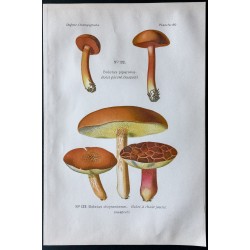 Gravure de 1891 - Champignons - Bolet poivré, à chair jaune ... - 1