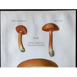 Gravure de 1891 - Champignons - Bolet poivré, à chair jaune ... - 2