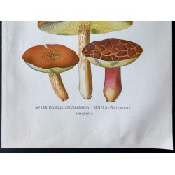 Gravure de 1891 - Champignons - Bolet poivré, à chair jaune ... - 3