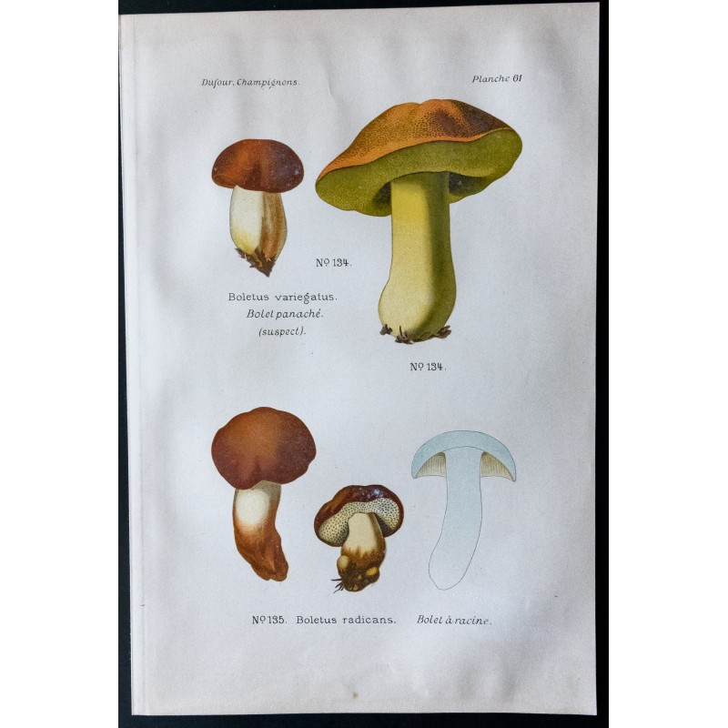 Gravure de 1891 - Champignons - Bolet panaché, à racine ... - 1