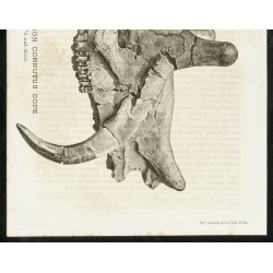 Gravure de 1873 - Fossile de Loxolophodon Cornutus Cope (Eobasileus) - 3