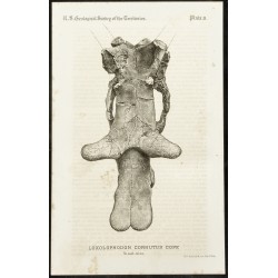 Gravure de 1873 - Fossile de Loxolophodon Cornutus Cope (Eobasileus) - 1