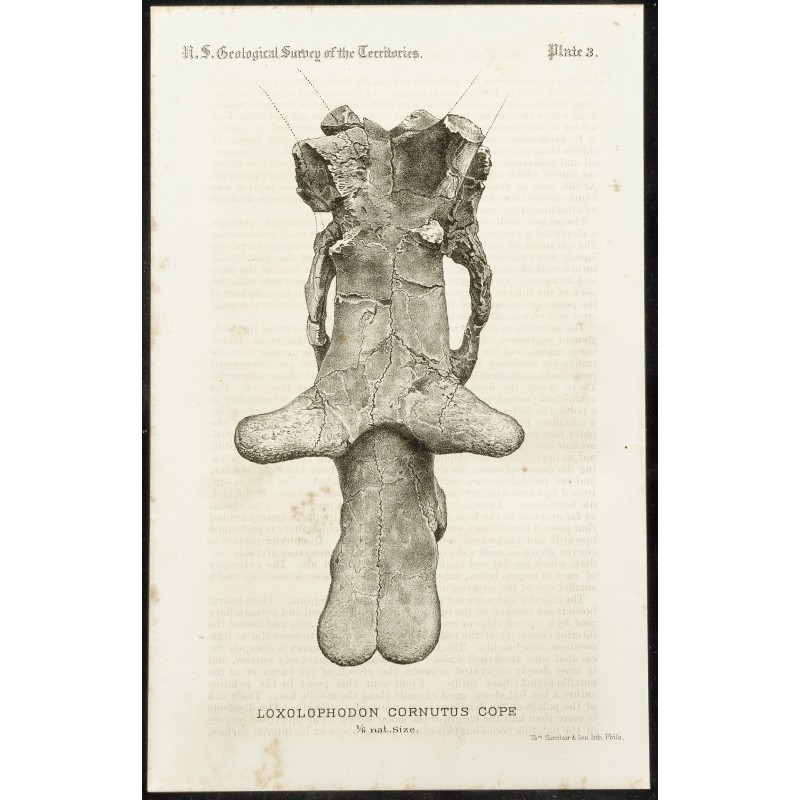 Gravure de 1873 - Fossile de Loxolophodon Cornutus Cope (Eobasileus) - 1