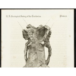 Gravure de 1873 - Fossile de Loxolophodon Cornutus Cope (Eobasileus) - 2