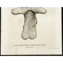 Gravure de 1873 - Fossile de Loxolophodon Cornutus Cope (Eobasileus) - 3