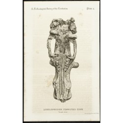 Gravure de 1873 - Fossile de Loxolophodon Cornutus Cope (Eobasileus) - 1