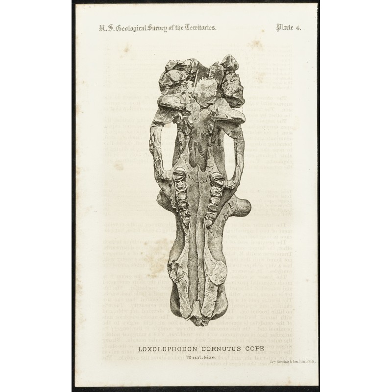 Gravure de 1873 - Fossile de Loxolophodon Cornutus Cope (Eobasileus) - 1