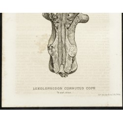 Gravure de 1873 - Fossile de Loxolophodon Cornutus Cope (Eobasileus) - 3
