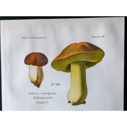 Gravure de 1891 - Champignons - Bolet panaché, à racine ... - 2