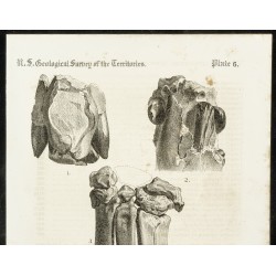 Gravure de 1873 - Fossile de Synoplotherium Lanius (Mesonyx) - 2
