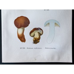 Gravure de 1891 - Champignons - Bolet panaché, à racine ... - 3