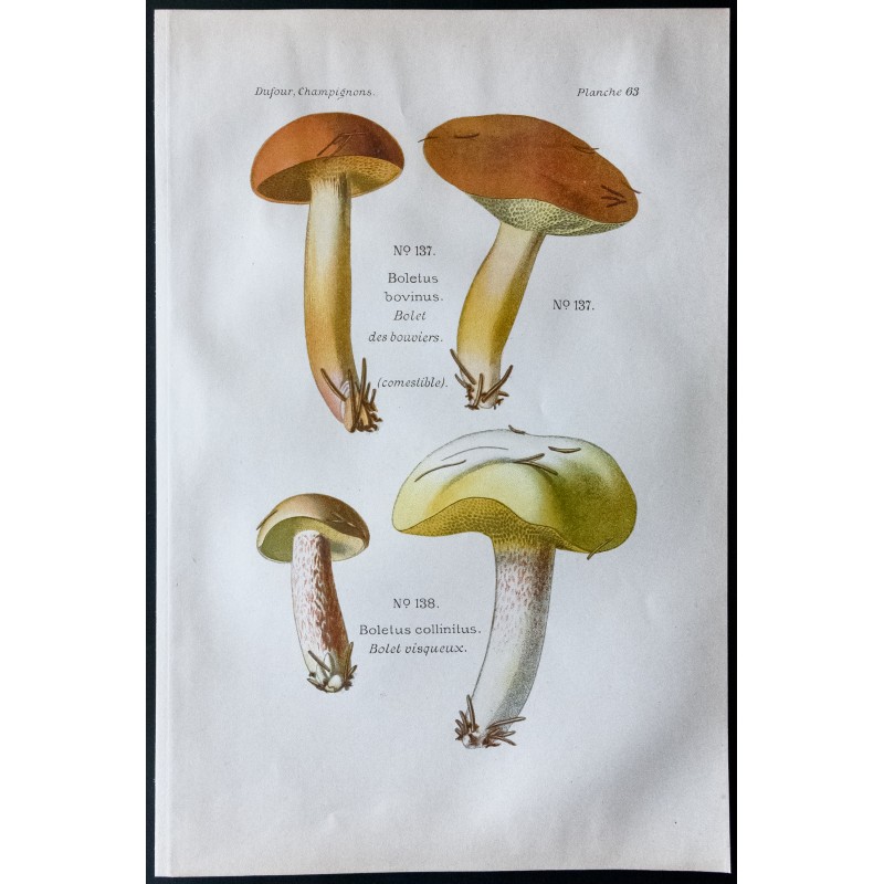 Gravure de 1891 - Champignons - Bolet des bouviers, visqueux - 1