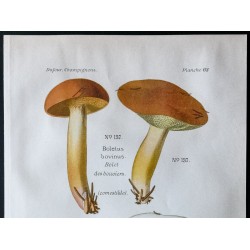 Gravure de 1891 - Champignons - Bolet des bouviers, visqueux - 2