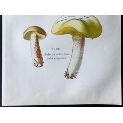 Gravure de 1891 - Champignons - Bolet des bouviers, visqueux - 3