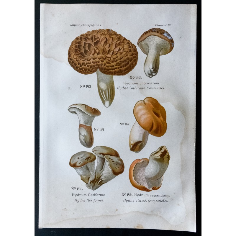 Gravure de 1891 - Champignons - Hydne ... - 1