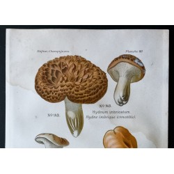 Gravure de 1891 - Champignons - Hydne ... - 2