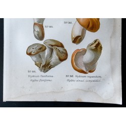 Gravure de 1891 - Champignons - Hydne ... - 3