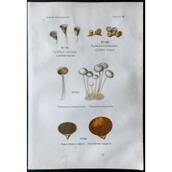 Gravure de 1891 - Champignons - Cyathus, Tulostome, Scléroderme ... - 1