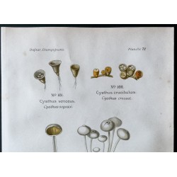 Gravure de 1891 - Champignons - Cyathus, Tulostome, Scléroderme ... - 2