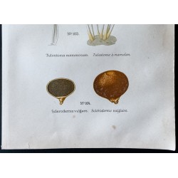 Gravure de 1891 - Champignons - Cyathus, Tulostome, Scléroderme ... - 3