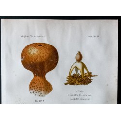 Gravure de 1891 - Champignons - Scléroderme vulgaire ... - 2