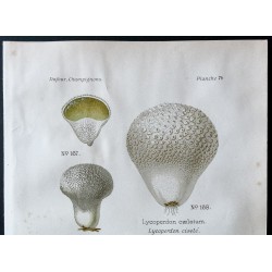 Gravure de 1891 - Champignons - Lycoperdon ... - 2