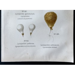 Gravure de 1891 - Champignons - Lycoperdon ... - 3