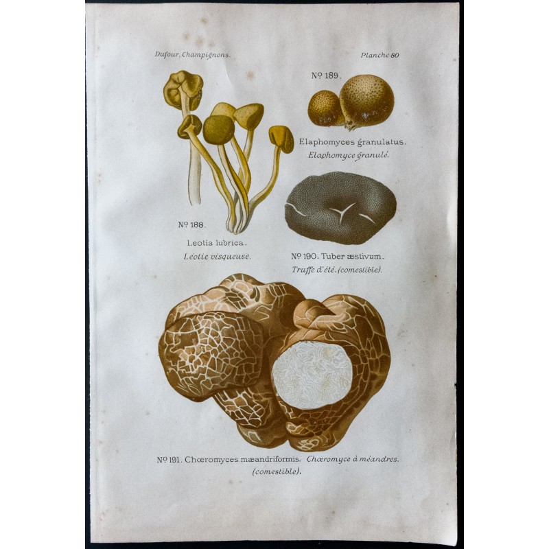 Gravure de 1891 - Champignons - Léolie visqueuse, truffe, choeromyce ... - 1