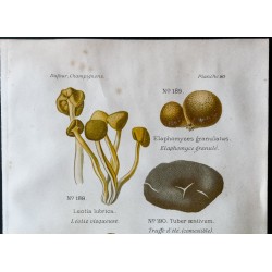 Gravure de 1891 - Champignons - Léolie visqueuse, truffe, choeromyce ... - 2