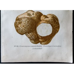 Gravure de 1891 - Champignons - Léolie visqueuse, truffe, choeromyce ... - 3