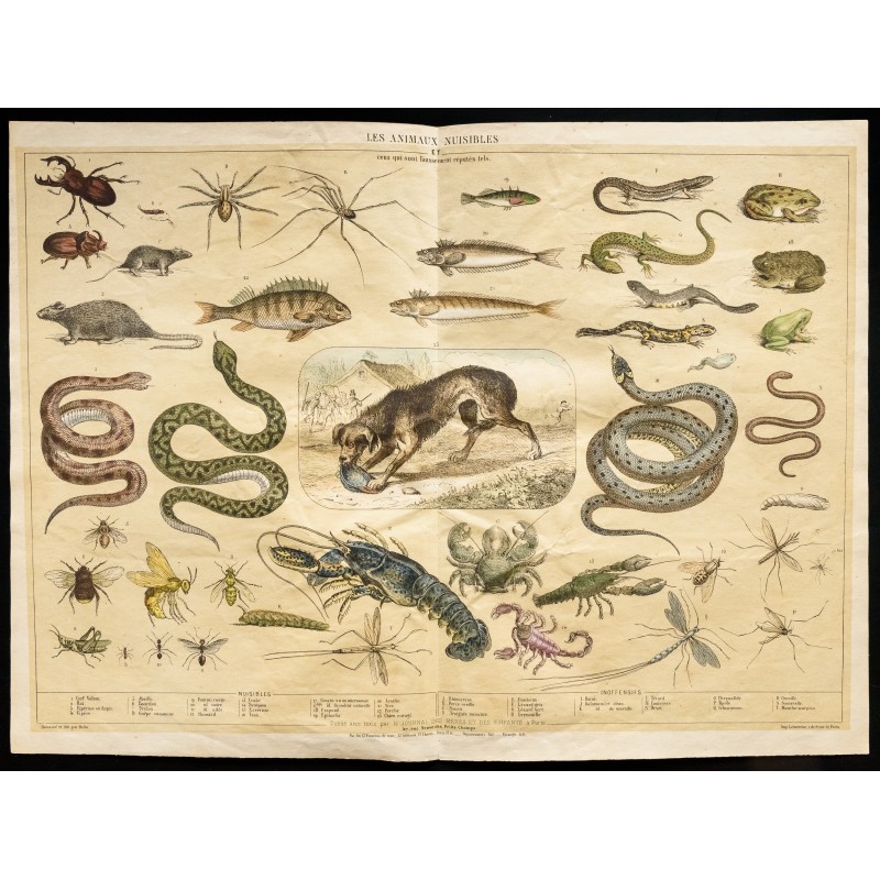 Gravure de 1853 - Les animaux nuisibles (Lithographie) - 1