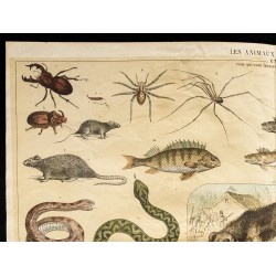 Gravure de 1853 - Les animaux nuisibles (Lithographie) - 2
